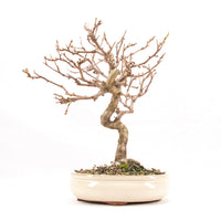 Steinweichsel 'Prunus mahaleb'