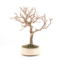 Steinweichsel 'Prunus mahaleb'