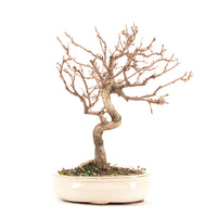 Steinweichsel 'Prunus mahaleb'