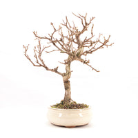 Steinweichsel 'Prunus mahaleb'