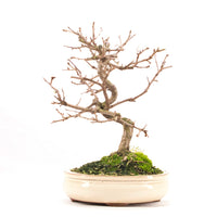 Steinweichsel 'Prunus mahaleb'