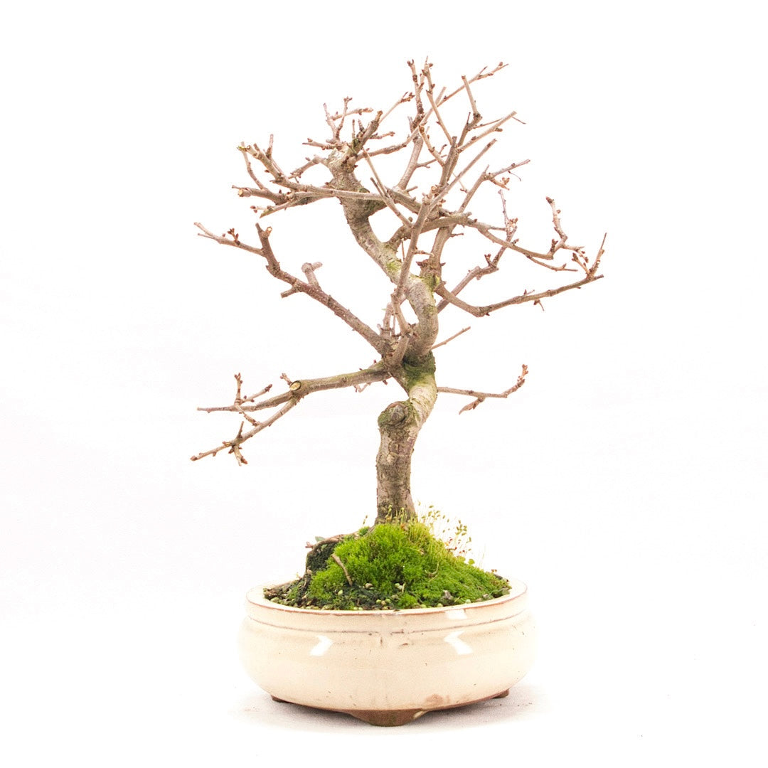 Steinweichsel 'Prunus mahaleb'