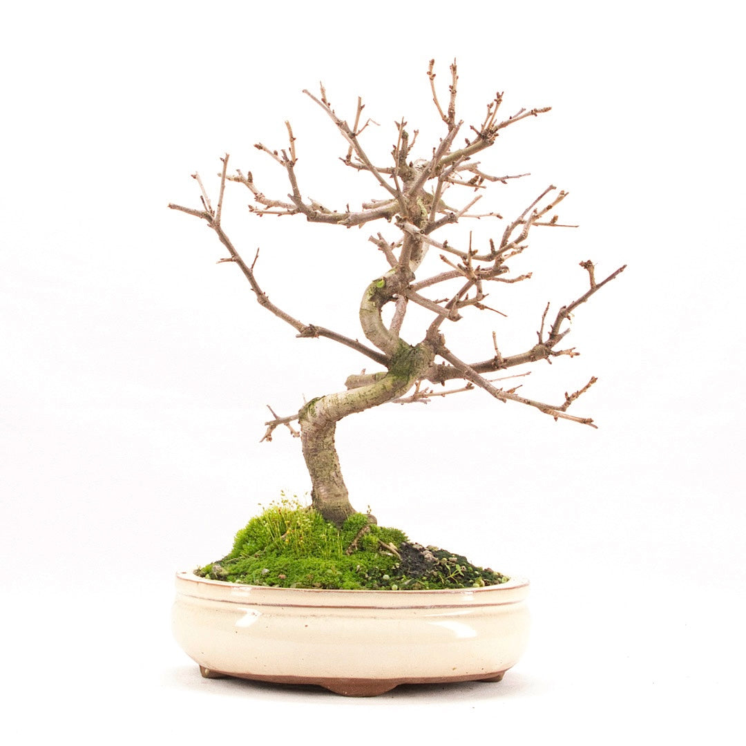 Steinweichsel 'Prunus mahaleb'