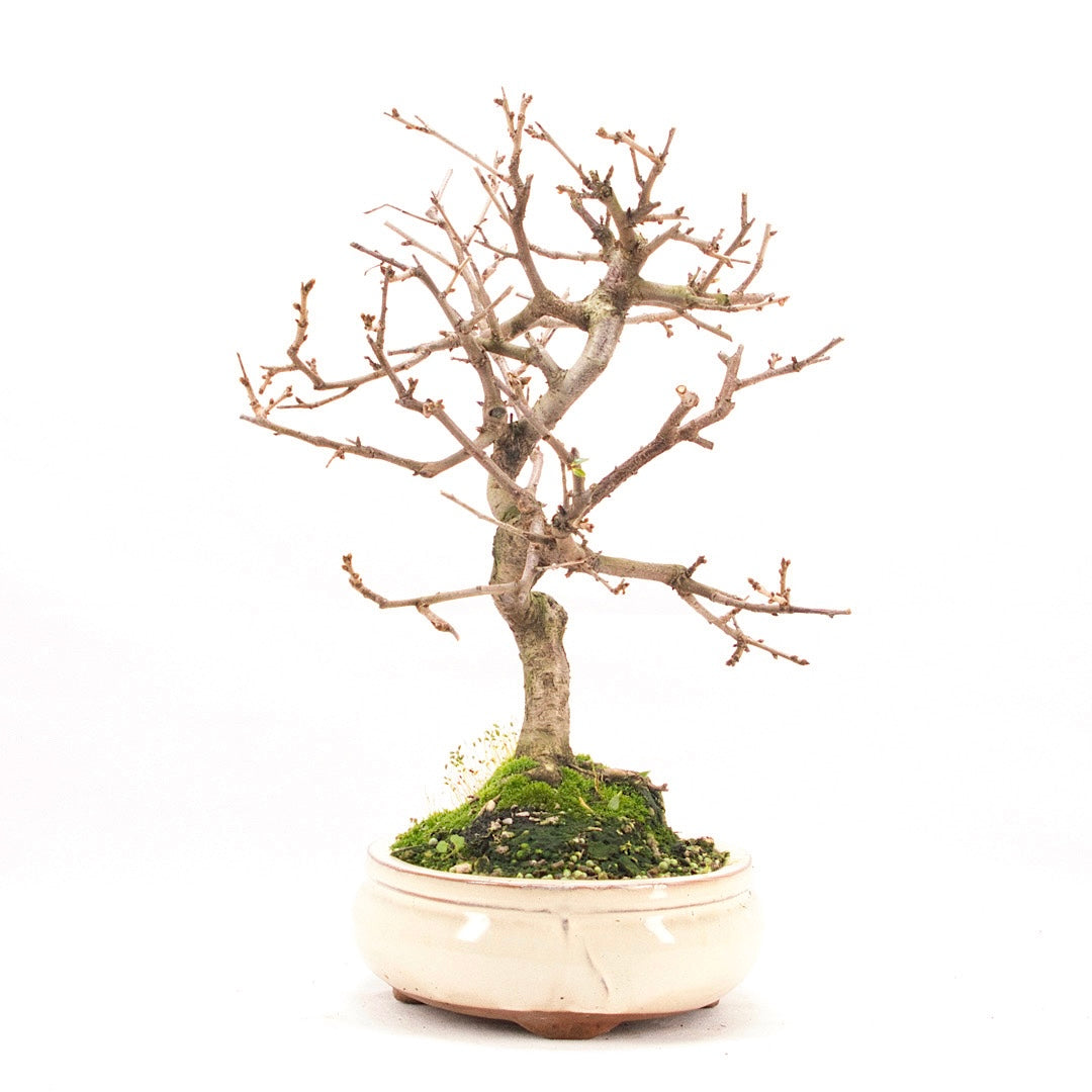 Steinweichsel 'Prunus mahaleb'