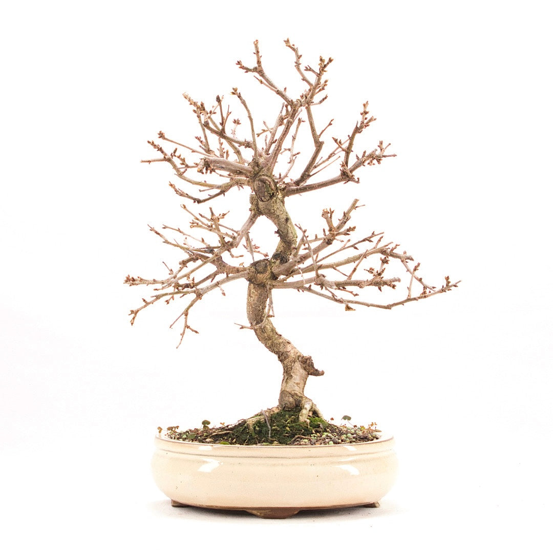 Steinweichsel 'Prunus mahaleb'