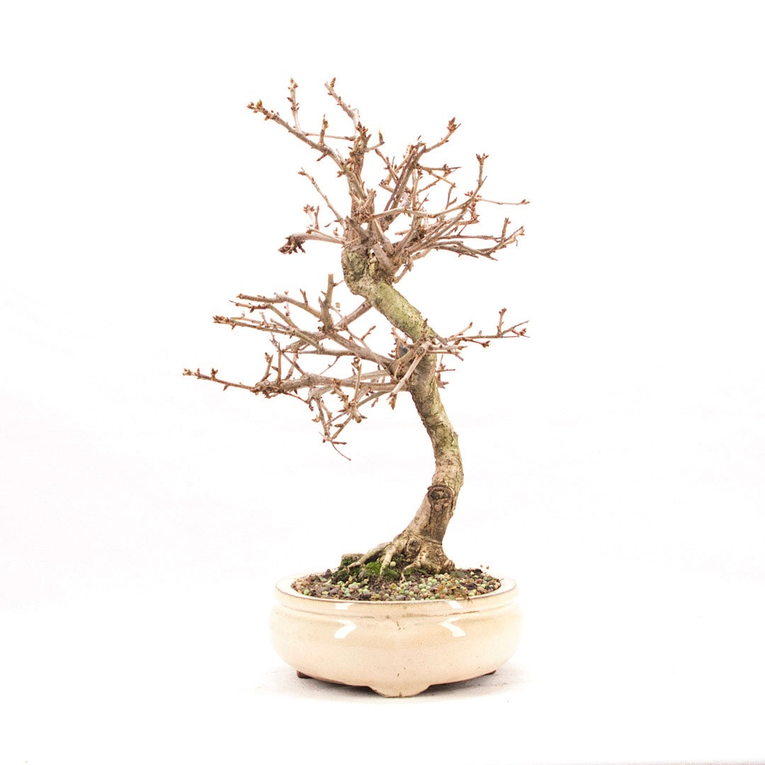 Steinweichsel 'Prunus mahaleb'