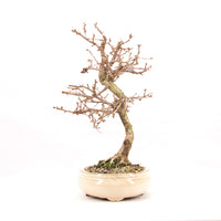 Steinweichsel 'Prunus mahaleb'