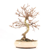 Steinweichsel 'Prunus mahaleb'