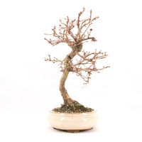 Steinweichsel 'Prunus mahaleb'