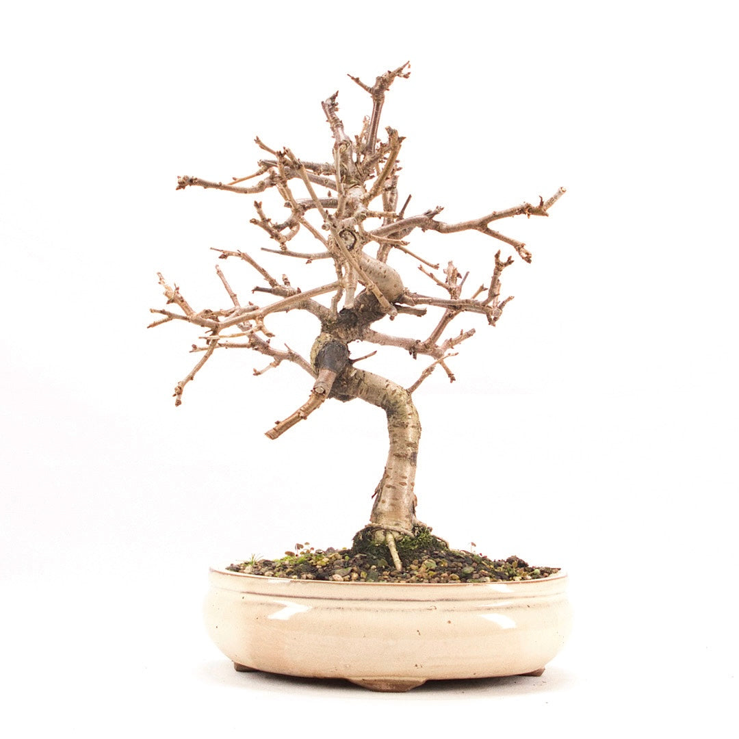 Steinweichsel 'Prunus mahaleb'