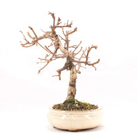 Steinweichsel 'Prunus mahaleb'