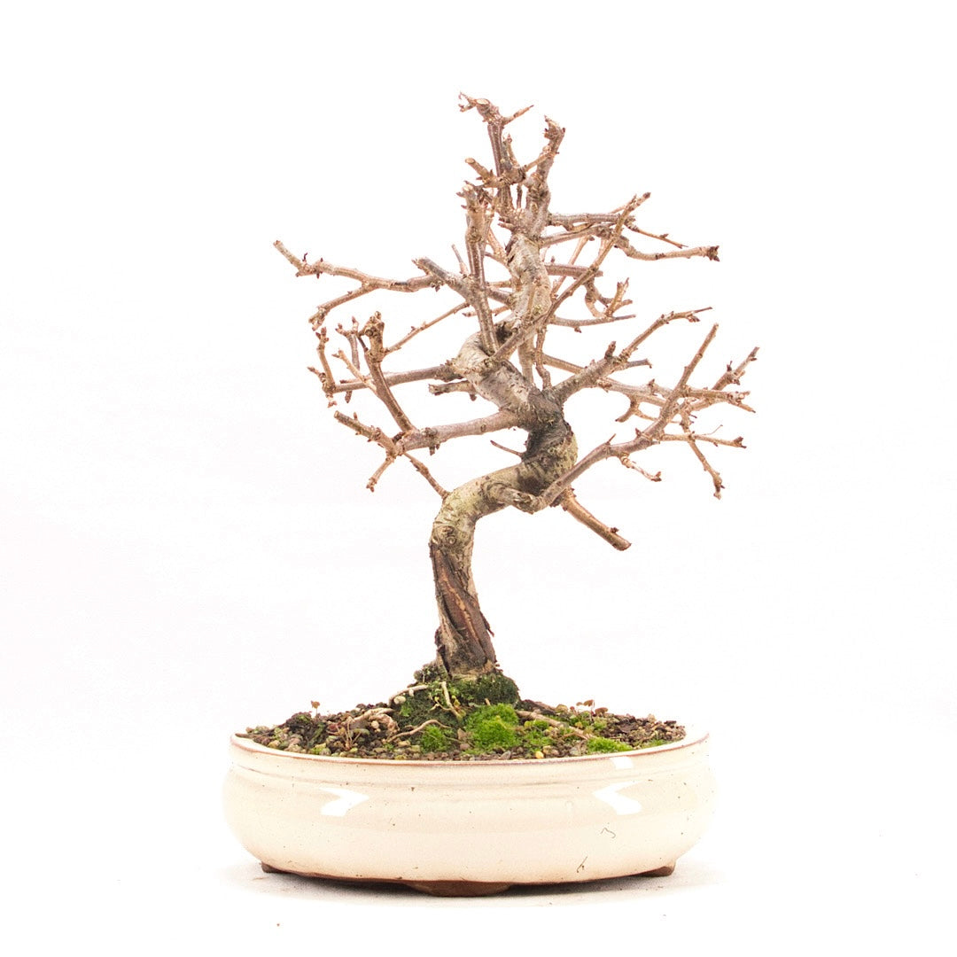 Steinweichsel 'Prunus mahaleb'