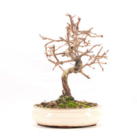 Steinweichsel 'Prunus mahaleb'