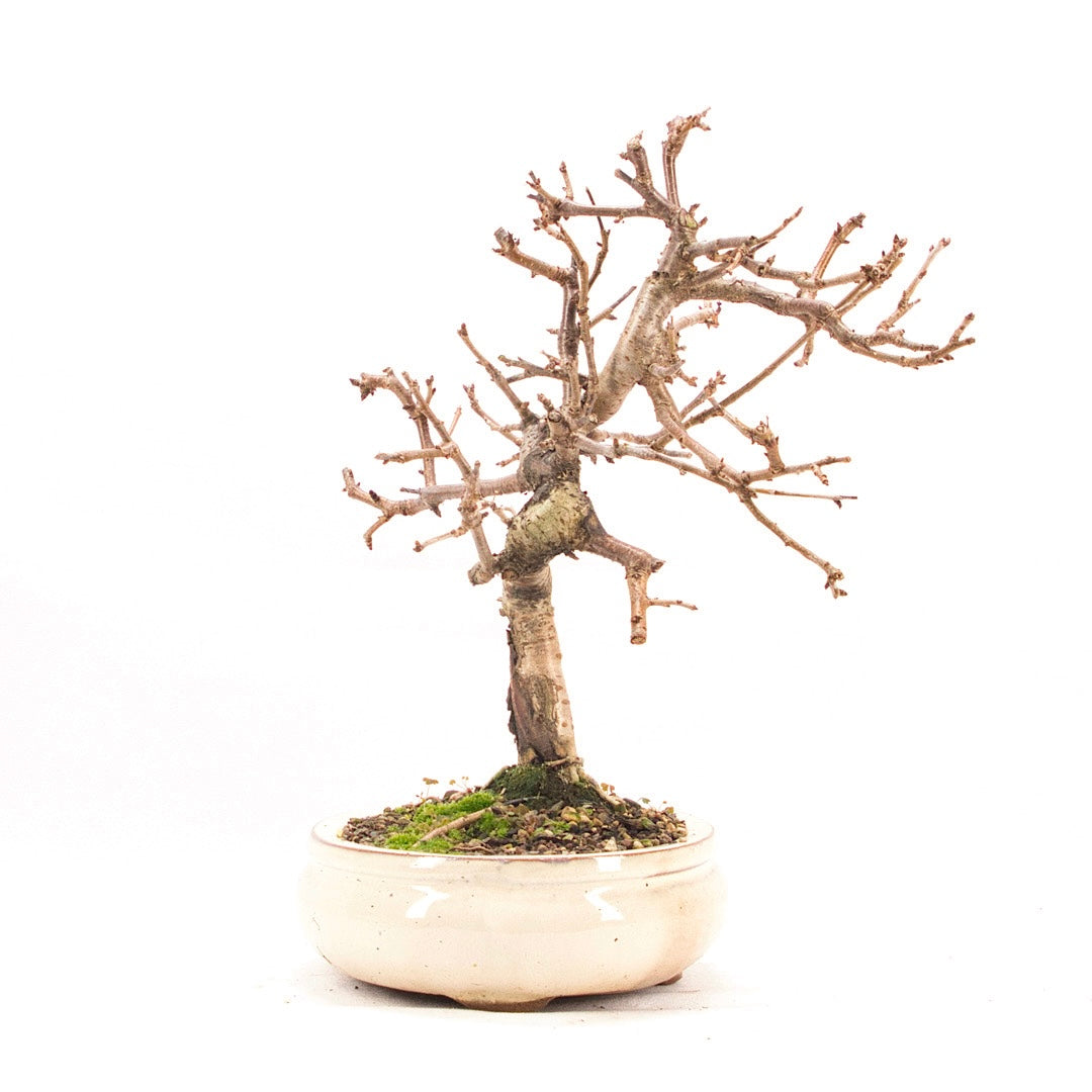 Steinweichsel 'Prunus mahaleb'