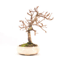 Steinweichsel 'Prunus mahaleb'