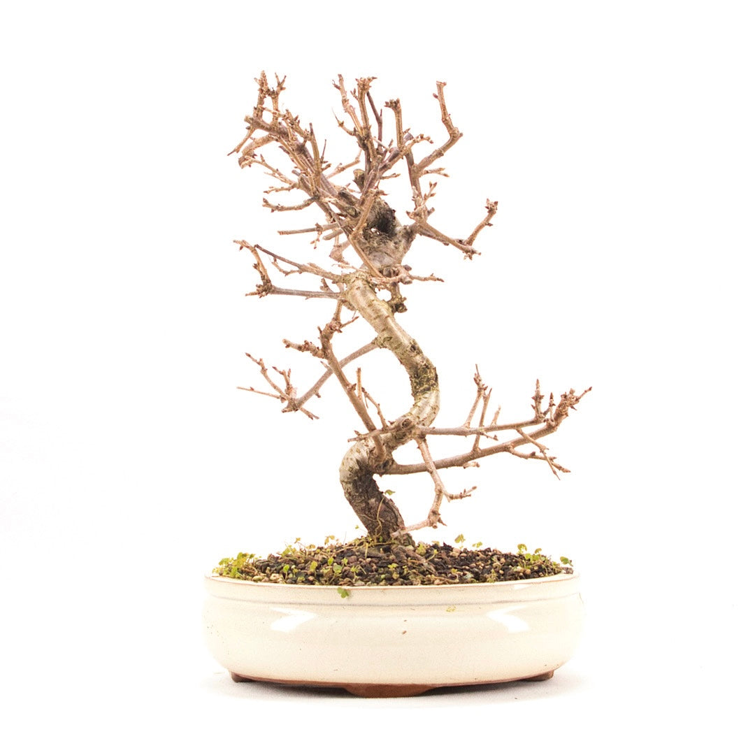 Steinweichsel 'Prunus mahaleb'