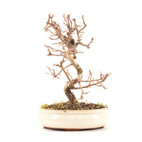 Steinweichsel 'Prunus mahaleb'