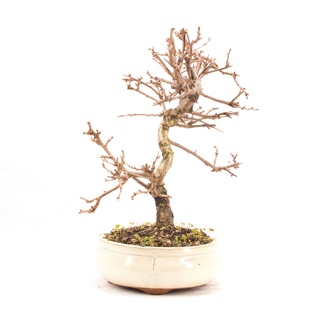 Steinweichsel 'Prunus mahaleb'