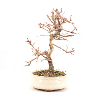 Steinweichsel 'Prunus mahaleb'