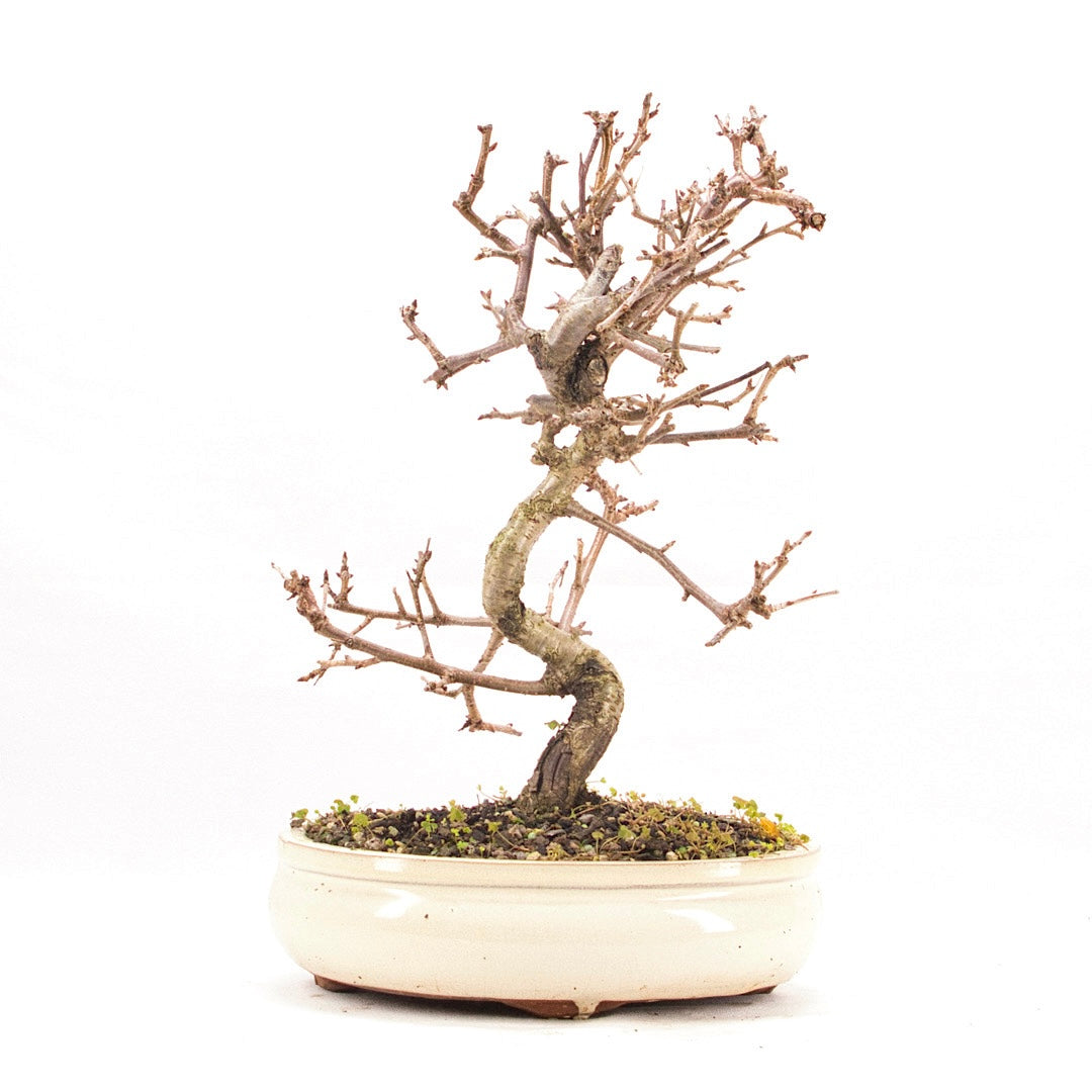 Steinweichsel 'Prunus mahaleb'