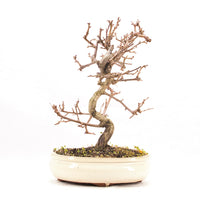 Steinweichsel 'Prunus mahaleb'