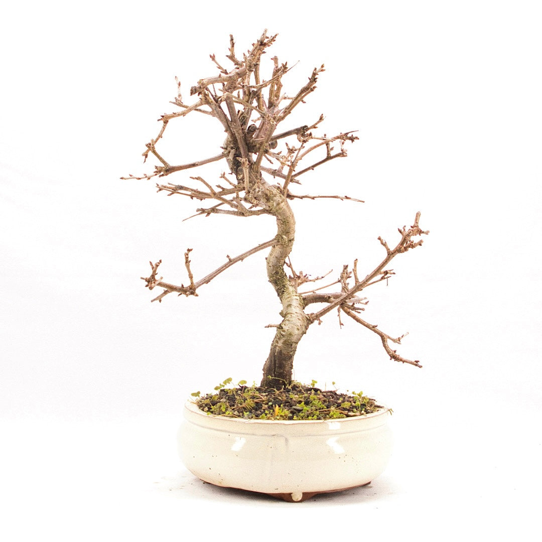 Steinweichsel 'Prunus mahaleb'