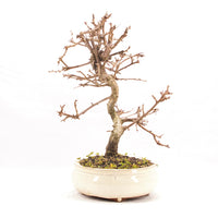 Steinweichsel 'Prunus mahaleb'