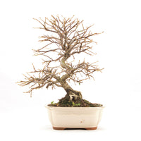 Fächer- Zwergmispel 'Cotoneaster horizontalis'