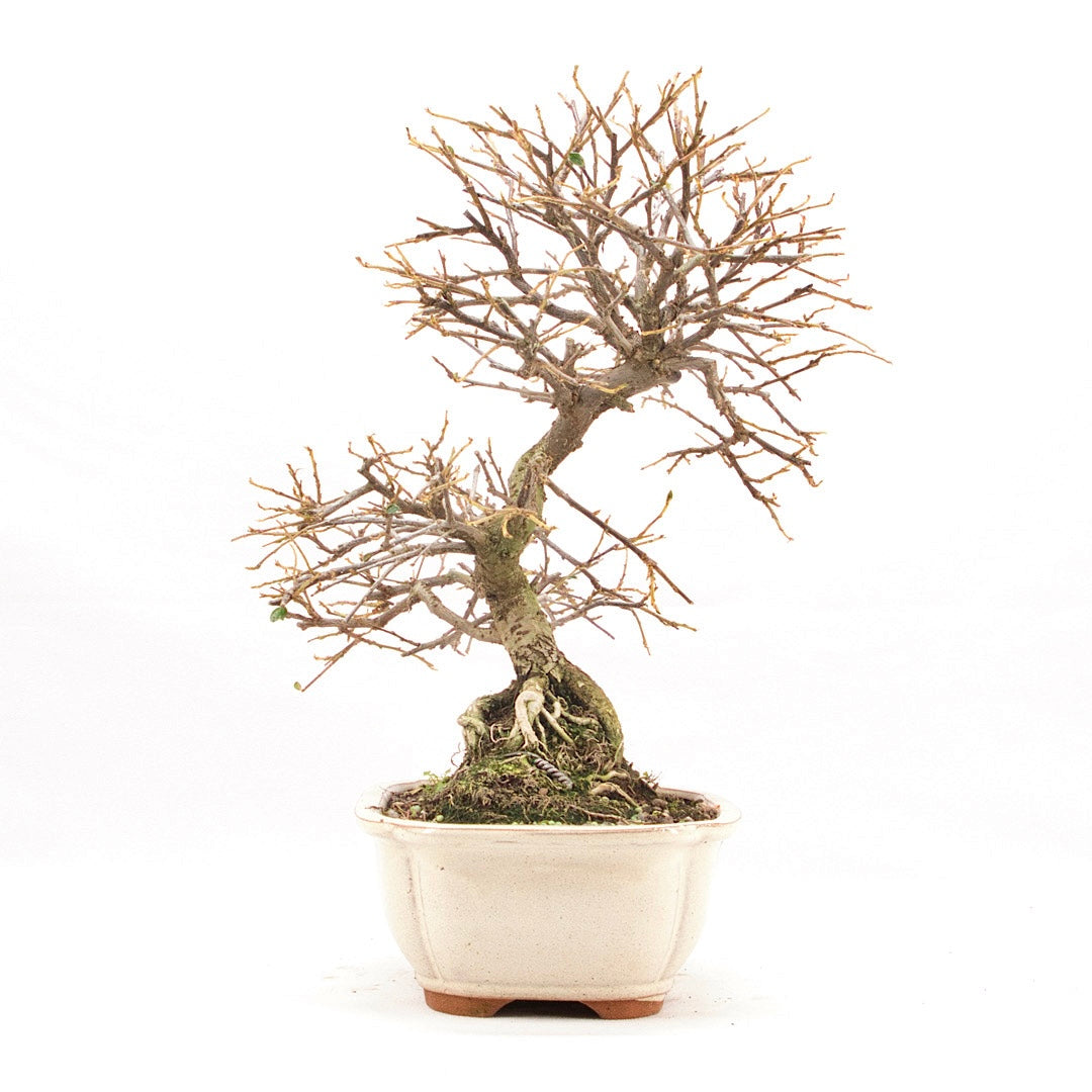 Fächer- Zwergmispel 'Cotoneaster horizontalis'