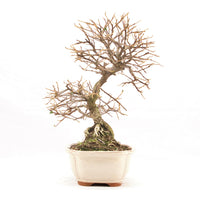 Fächer- Zwergmispel 'Cotoneaster horizontalis'