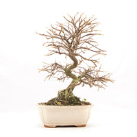 Fächer- Zwergmispel 'Cotoneaster horizontalis'