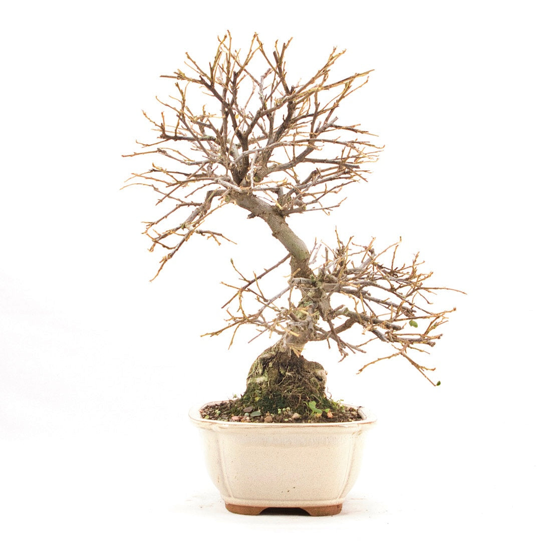 Fächer- Zwergmispel 'Cotoneaster horizontalis'