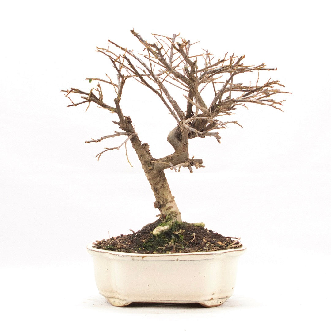 Fächer- Zwergmispel 'Cotoneaster horizontalis'