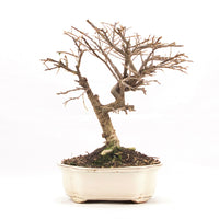 Fächer- Zwergmispel 'Cotoneaster horizontalis'