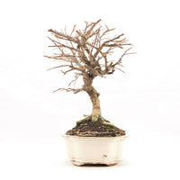 Fächer- Zwergmispel 'Cotoneaster horizontalis'