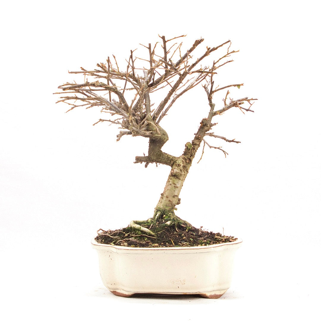 Fächer- Zwergmispel 'Cotoneaster horizontalis'