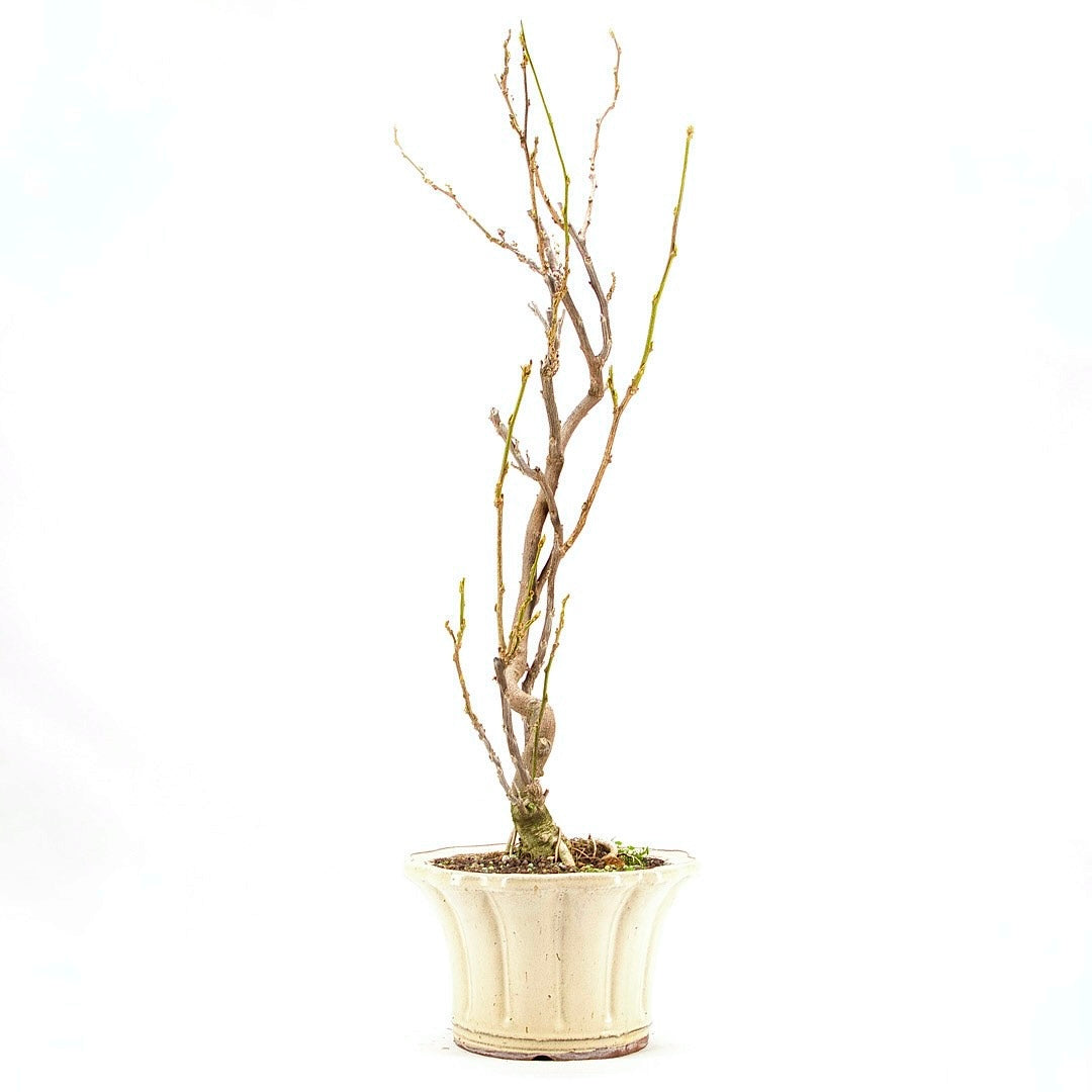 Blauregen 'Wisteria floribunda'