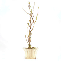 Blauregen 'Wisteria floribunda'