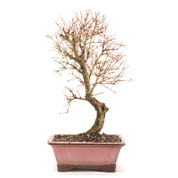 Granatapfel 'Punica granatum'