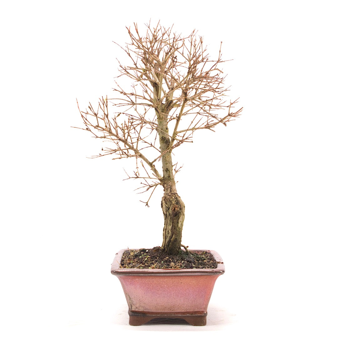 Granatapfel 'Punica granatum'