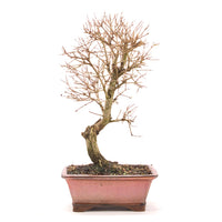 Granatapfel 'Punica granatum'