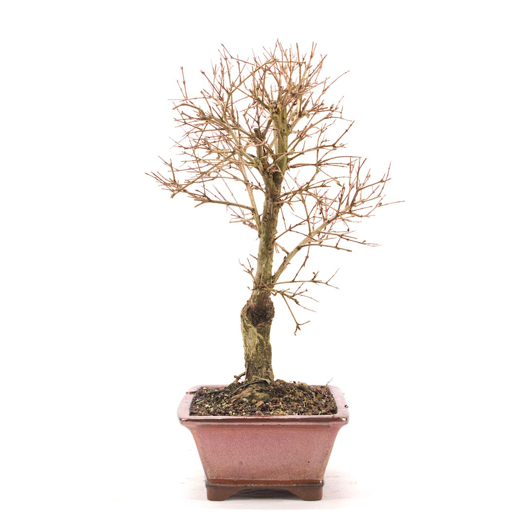 Granatapfel 'Punica granatum'