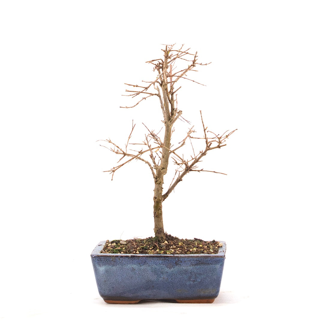 Granatapfel 'Punica granatum'