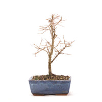 Granatapfel 'Punica granatum'