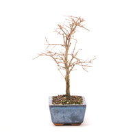 Granatapfel 'Punica granatum'