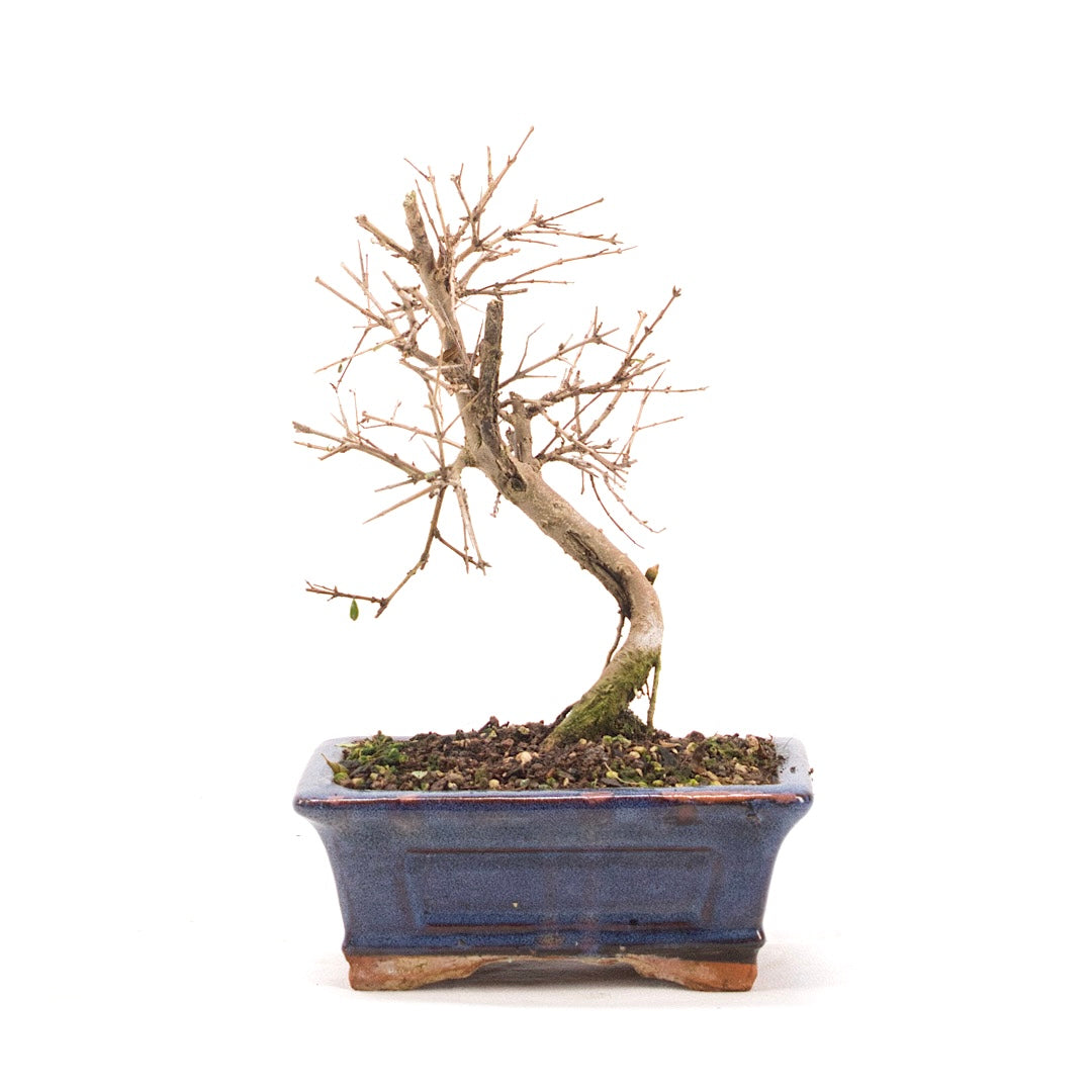 Granatapfel 'Punica granatum'