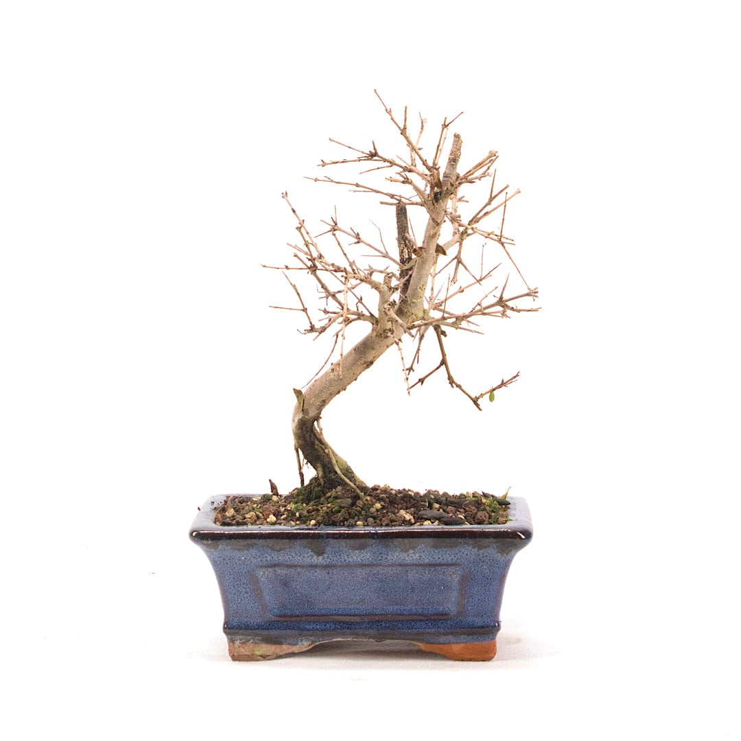 Granatapfel 'Punica granatum'