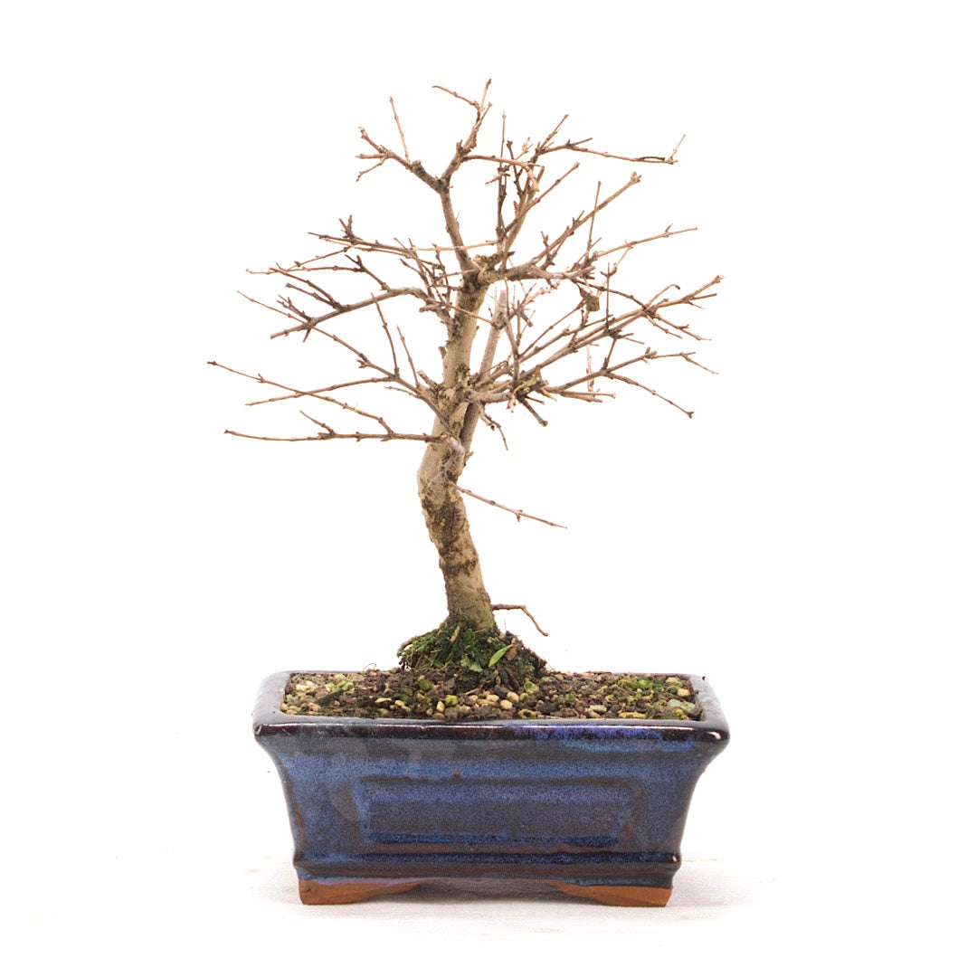 Granatapfel 'Punica granatum'