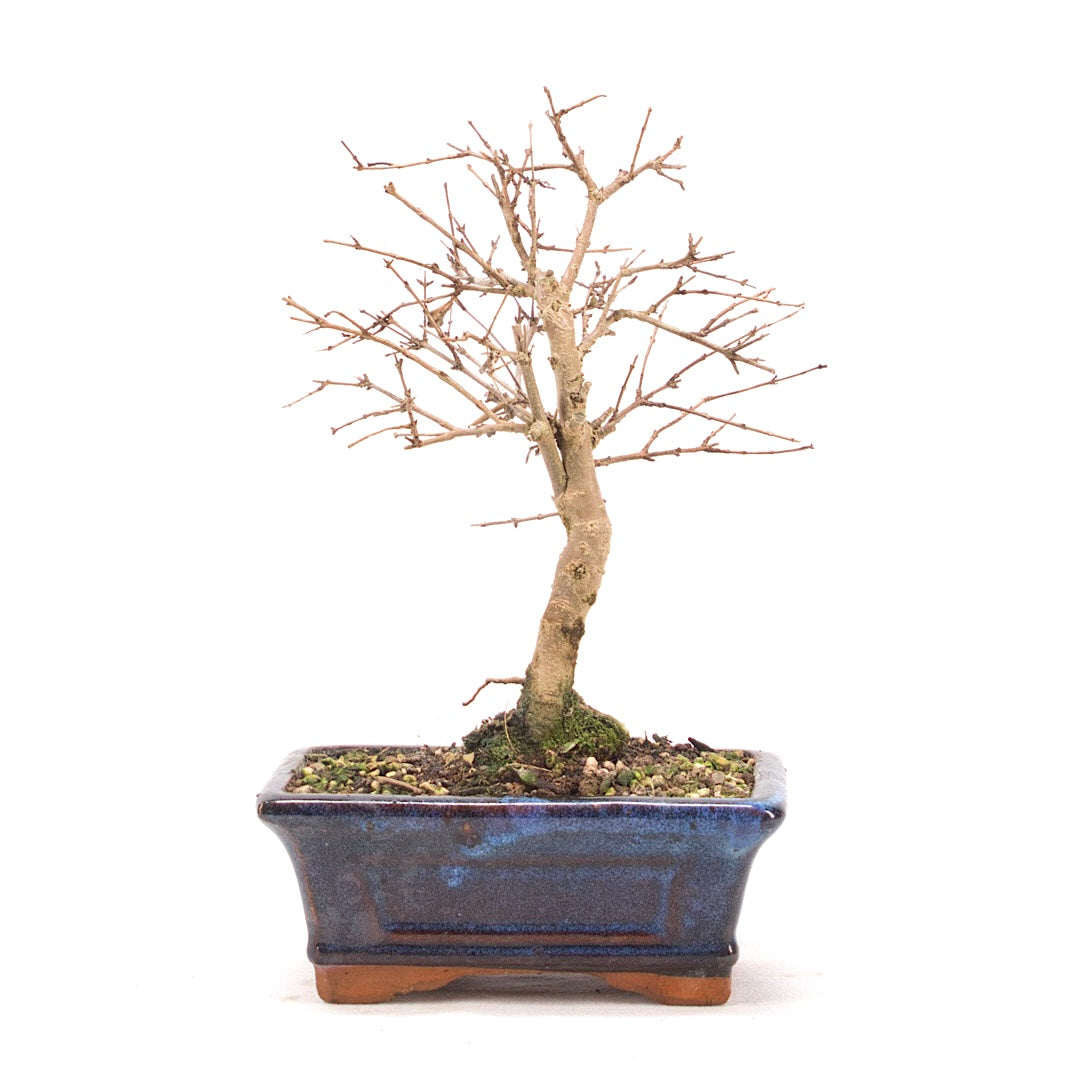 Granatapfel 'Punica granatum'