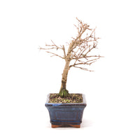 Granatapfel 'Punica granatum'